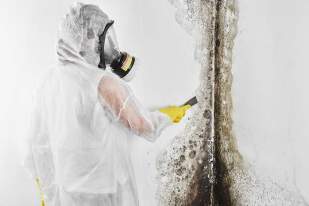 Mold Removal Process in Villa Park, CA