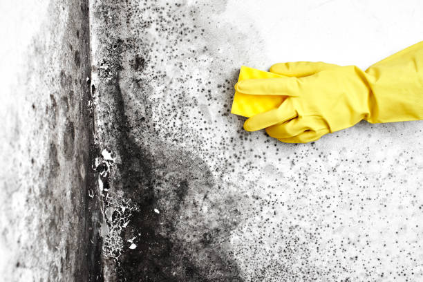 Best Mold Remediation Services  in Villa Park, CA