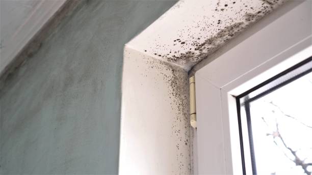 Best Commercial Mold Removal  in Villa Park, CA