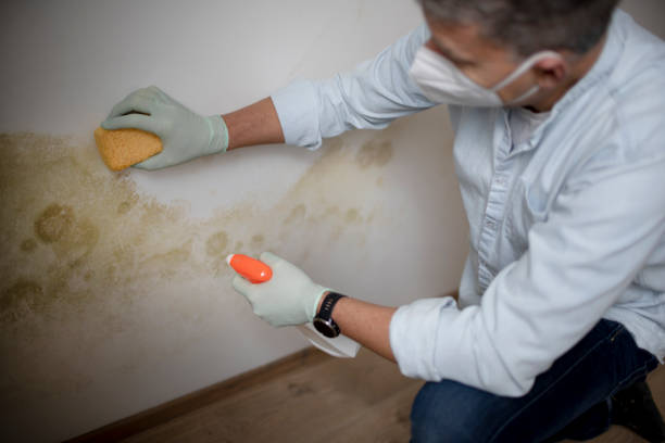 Best Residential Mold Removal  in Villa Park, CA