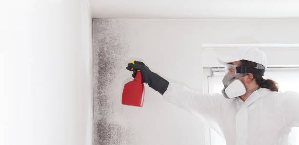 Best Attic Mold Removal  in Villa Park, CA