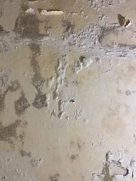 Best Emergency Mold Removal  in Villa Park, CA