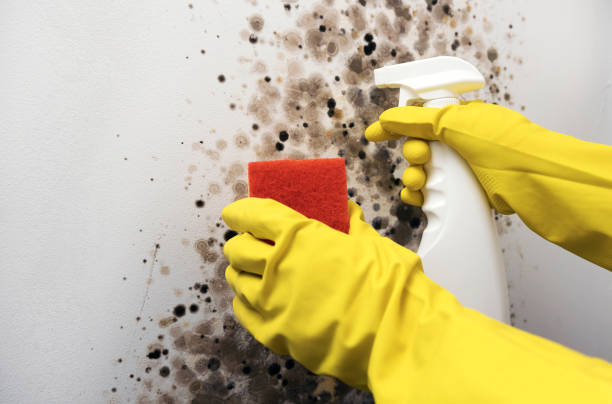 Best Toxic Mold Removal  in Villa Park, CA