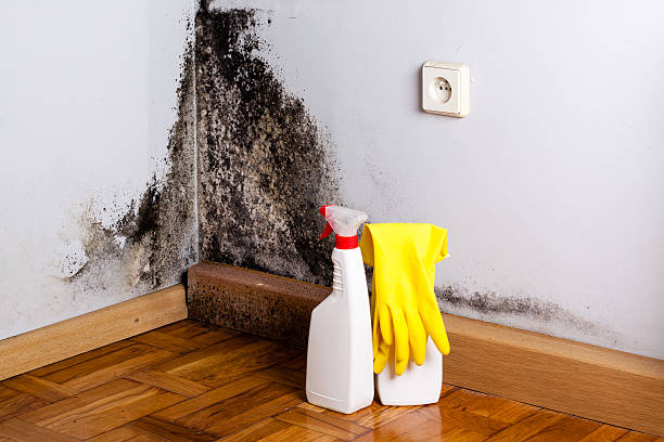 Best Mold Removal Company Near Me  in Villa Park, CA