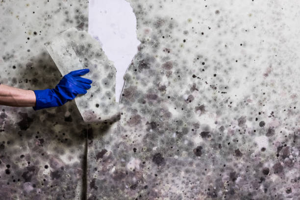Best Professional Mold Removal  in Villa Park, CA