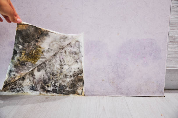Mold Testing and Removal in Villa Park, CA